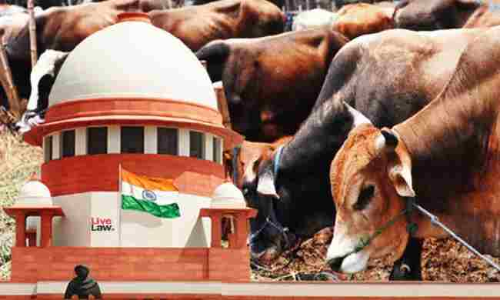 एक व्यक्ति अपनी पांच गायों के इलाज की गुहार लेकर सुप्रीम कोर्ट पहुंचा, अदालत ने दिया यह फैसला