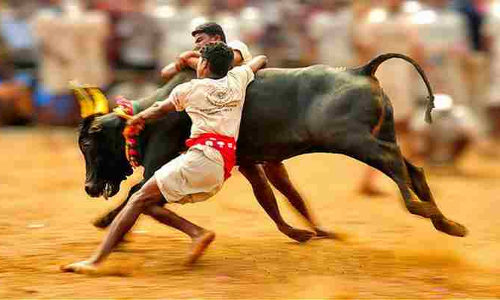 मद्रास हाईकोर्ट ने जल्लीकट्टू आयोजित करने के लिए जारी किए दिशा निर्देश