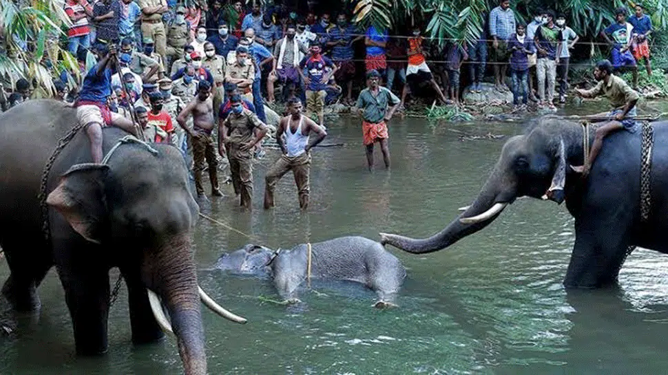 केरल हथिनी त्रासदी : सुप्रीम कोर्ट ने वन्य जीवों पर जाल व फंदे जैसे तरीके रोकने की याचिका पर केंद्र, केरल और 12 राज्यों को नोटिस जारी किया 