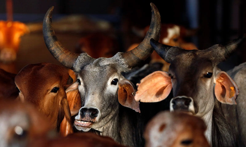 यह सुनिश्चित करने के लिए निर्देशों का सख्ती से पालन करें कि गाय सहित अन्य मवेशियों का अनधिकृत और अनियंत्रित वध न हो: कलकत्ता हाईकोर्ट का नगर निगम को निर्देश