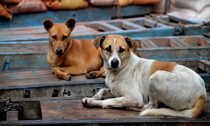 एबीसी कार्यक्रम और उचित अपशिष्ट प्रबंधन के कार्यान्वयन से केरल में आवारा कुत्तों की बढ़ोतरी से बचा जा सकता है: सुप्रीम कोर्ट में सिरी जगन समिति ने कहा