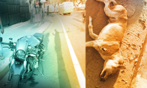 जिन सड़क दुर्घटनाओं में जानवरों को चोट लगती हैं, वहां आईपीसी की धारा 279 और एमवी एक्ट की धारा 134 के तहत रैश ड्राइविंग अपराध आकर्षित नहीं होते: कर्नाटक हाईकोर्ट