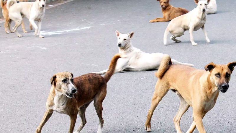 अपंजीकृत आवारा कुत्तों के कॉलर हटाएं: बॉम्बे हाईकोर्ट ने नागपुर सिविक बॉडी को निर्देश दिया, अनुपालन रिपोर्ट मांगी
