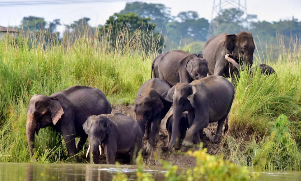 क्या आपके पास सक्षम अधिकारी नहीं हैं? मद्रास हाईकोर्ट ने कर्नाटक और केरल सरकार को हाथियों की मौत की जांच कर रही एसआईटी की सहायता के लिए नोडल अधिकारी नामित करने का निर्देश दिया