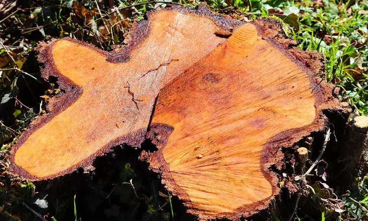 भोपाल के पास 488 पेड़ों की बिना अनुमति कटाई पर मध्य प्रदेश हाईकोर्ट ने स्वतः संज्ञान लिया