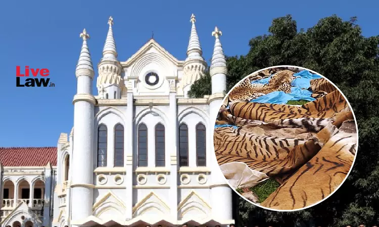 2025 में 54 बाघों की मौत: मध्य प्रदेश हाईकोर्ट ने शिकार रोकने के निर्देश मांगने वाली PIL पर नोटिस जारी किया