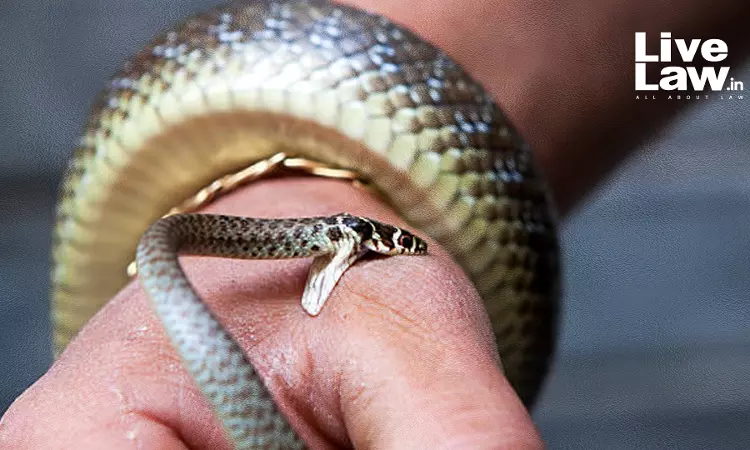 तकनीकी आधार पर सांप के काटने से मौत का मुआवजा नहीं रोका जा सकता: इलाहाबाद हाईकोर्ट