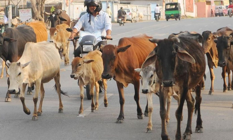 गाय हिंदू-जैन समाज के लिए पूजनीय, बार-बार ऐसा अपराध जनभावनाएं आहत कर सकता है: गुजरात हाईकोर्ट ने जमानत से किया इनकार
