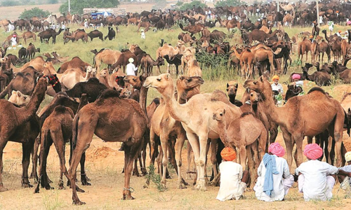 राजस्थान हाईकोर्ट ने ऊंटों की आबादी में भारी गिरावट पर चिंता जताई, पशुपालन विभाग के डायरेक्टर को तलब किया राजस्थान हाईकोर्ट ने ऊंटों की आबादी में भारी गिरावट पर चिंता जताई, पशुपालन विभाग के डायरेक्टर को तलब किया