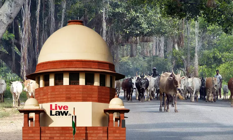 सड़कों पर लावारिस छोड़ देते हैं मवेशी, लेकिन भोजन के लिए इस्तेमाल पर आहत हो जाते हैं लोग: सुप्रीम कोर्ट सड़कों पर लावारिस छोड़ देते हैं मवेशी, लेकिन भोजन के लिए इस्तेमाल पर आहत हो जाते हैं लोग: सुप्रीम कोर्ट