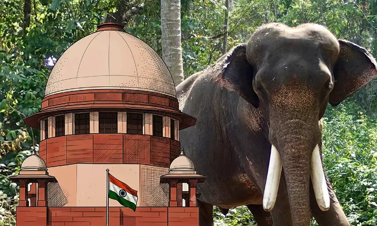 हाथी को नौकर नहीं, देवता की तरह मानें: सुप्रीम कोर्ट ने बंधक हाथियों की भलाई के लिए निर्देश जारी किए