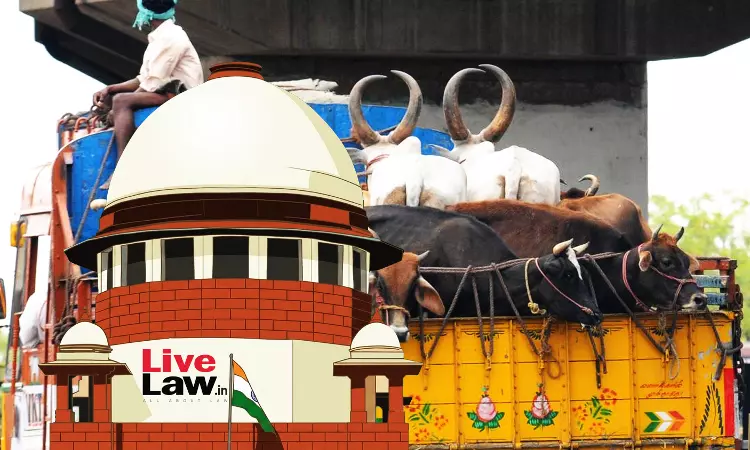 सिर्फ़ कागज़ात न होने से यह नहीं माना जा सकता कि मवेशियों को काटने के लिए ले जाया जा रहा है: सुप्रीम कोर्ट ने की सज़ा रद्द