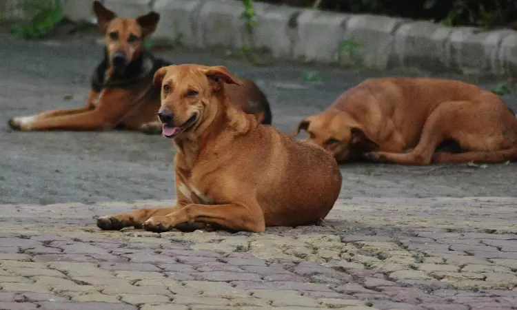 हाईकोर्ट ने लखनऊ और प्रयागराज में कुत्तों के काटने वाले हॉटस्पॉट की पहचान करने का निर्देश दिया; आक्रामक कुत्तों को मानवीय तरीके से हटाने का आदेश दिया